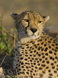 Cheetah (Acinonyx Jubatus) Adult Female Portrait, Maasai Mara Reserve, Kenya