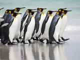 King Penguin (Aptenodytes Patagonicus), Volunteer Point, East Falkland Island, Falkland Islands