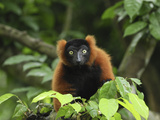 Red-Ruffed Lemur (Varecia Variegata Ruber), Masoala Nat'l Park, Madagascar Photographic Print