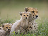 Cheetah (Acinonyx Jubatus) Mother and Eight to Nine Week Old Cubs, Maasai Mara Reserve, Kenya