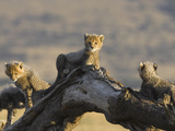 Cheetah (Acinonyx Jubatus) Six to Eight Week Old Cubs, Maasai Mara Reserve, Kenya