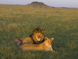 African Lion (Panthera Leo) Male and Female, Masai Mara, Kenya
