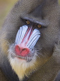 Mandrill (Mandrillus Sphinx) Male Portrait, Native to Africa