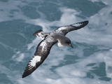 Pintado Petrel (Daption Capense) Flying, Drake Passage, Antarctica