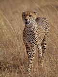 Cheetah (Acinonyx Jubatus), Walking on Savannah, Masai Mara National Reserve, Kenya
