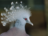 Victoria Crowned Pigeon (Goura Victoria), Irian Jaya, New Guinea, Indonesia