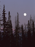Full Moon over Trees at Dusk, Cedar Breaks Nat