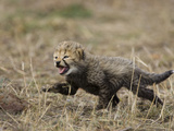 Cheetah (Acinonyx Jubatus) Cub Calls to its Mother, Maasai Mara Reserve, Kenya