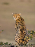 Cheetah (Acinonyx Jubatus) Female, Maasai Mara Reserve, Kenya