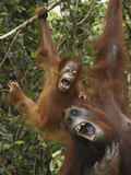 Orangutan (PongoPygmaeus) Female and Baby Calling, Camp Leaky, Tanjung Puting Nat