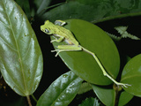 Lemur Frog or Maki Frog (Phyllomedusa Lemur)On Leaf with A496Leg Stretched Out, Costa Rica