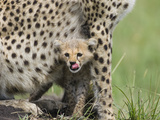 Cheetah (Acinonyx Jubatus) 8 Week Old Cub Peeking Out from Mother, Maasai Mara Reserve, Kenya