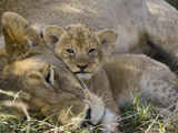 African Lion (Panthera Leo) Mother Resting with Cub, Vulnerable, Masai Mara Nat'l Reserve, Kenya