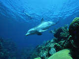 Bottlenose Dolphin (Tursiops Truncatus) Swimming over Coral Reef, Honduras