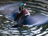 Wood Duck (Aix Sponsa) Flapping Wings in Water, North America Photographic Print