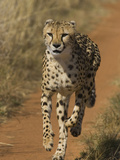Cheetah (Acinonyx Jubatus) Rescued from Trap on Livestock Farm, Cheetah Conservation Fund, Namibia