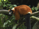 Red-Ruffed Lemur (Varecia Variegata Ruber) Resting, Masoala Nat'l Park, Madagascar Photographic Print
