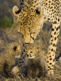Cheetah (Acinonyx Jubatus) Mother Nuzzles Seven Day Old Cubs, Maasai Mara Reserve, Kenya