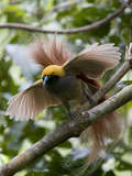 A Displaying Goldie