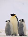 Emperor Penguin (Aptenodytes Forsteri) Parent with Two Chicks, Antarctica