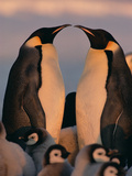 Emperor Penguins (Aptenodytes Forsteri) Couple Surrounded by Chicks, Antarctica