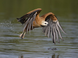 Black-Collared Hawk (Busarellus Nigricollis) with Fish Prey, Pantanal, Brazil