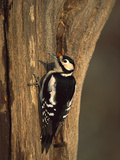 Great Spotted Woodpecker (Dendrocopos Major) on Tree Trunk, Germany