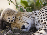 Cheetah (Acinonyx Jubatus) Mother and Seven Day Old Cub, Maasai Mara Reserve, Kenya