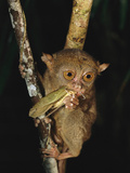 Philippine Tarsier Eats an Insect While Clinging to a Branch at Night