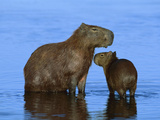 Capybara (Hydrochoerus Hydrochaeris) Mother and Young, Pantanal, Brazil