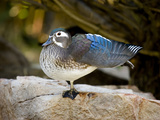 Wood Duck (Aix Sponsa) Stretching, North America Photographic Print