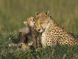 Cheetah (Acinonyx Jubatus) Mother Interacting with 8 to 9 Week Old Cubs, Maasai Mara Reserve, Kenya