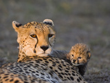 Cheetah (Acinonyx Jubatus) 8 Day Old Cub Climbing on Mother at Sunrise, Maasai Mara Reserve, Kenya