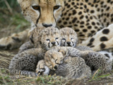Cheetah (Acinonyx Jubatus) Cubs Curled Up Together in Nest, Maasai Mara Reserve, Kenya