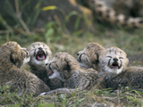 Cheetah (Acinonyx Jubatus) Five Day Old Cubs Calling for Mother, Maasai Mara Reserve, Kenya