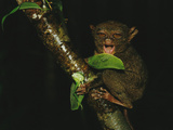 A Philipine Tarsier Tearing Apart a Katydid it Has Just Captured
