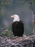 Buy Bald Eagle (Haliaeetus Leucocephalus) on Nest with Chick and Fresh Kill, Alaska at AllPosters.com