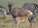 Topi (Damaliscus Lunatus) Mother and Young Calf, Masai Mara, Kenya