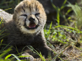 Cheetah (Acinonyx Jubatus) 5 Day Old Cubs Crawling in Grass Near Nest, Maasai Mara Reserve, Kenya