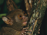 A Wide-Eyed Philippine Tarsier Clinging to a Branch at Night