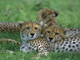 Cheetah (Acinonyx Jubatus) Older Cubs, Ngorongoro Conservation Area, Tanzania, East Africa