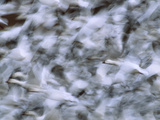 Snow Goose (Anser Caerulescens) Taking Flight, Bosque Del Apache Nat'l Wildlife Refuge, New Mexico