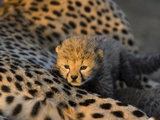 Cheetah (Acinonyx Jubatus) 8 Day Old Cub Climbing on Mother at Sunrise, Maasai Mara Reserve, Kenya