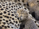 Cheetah (Acinonyx Jubatus) 7 Day Old Cub Resting Against Mother in Nest, Maasai Mara Reserve, Kenya