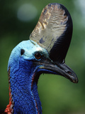 Southern Cassowary (Casuarius Casuarius), Queensland, Australia