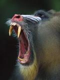 Mandrill (Mandrillus Sphinx) Adult Male Vocalizing Showing Huge Canine Teeth, Gabon