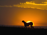 Cheetah (Acinonyx Jubatus) Female Silhouetted at Sunset, Maasai Mara Reserve, Kenya