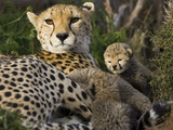 Cheetah (Acinonyx Jubatus) Mother and Thirteen Day Old Cubs in Nest, Maasai Mara Reserve, Kenya