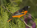 Baltimore Oriole (Icterus Galbula) Male Perched on a Branch, Rio Grande Valley, Texas