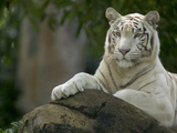 Melanistic or White Bengal Tiger (Panthera Tigris Tigris) Adult Resting